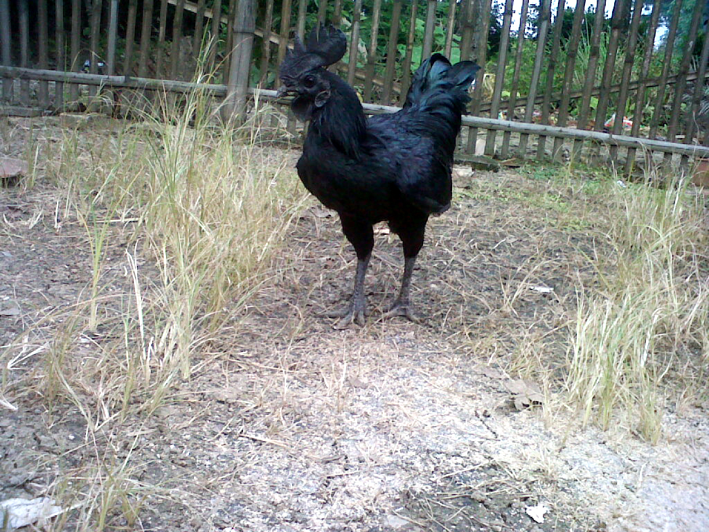 Ayam Cemani (9) - Cemani Farms