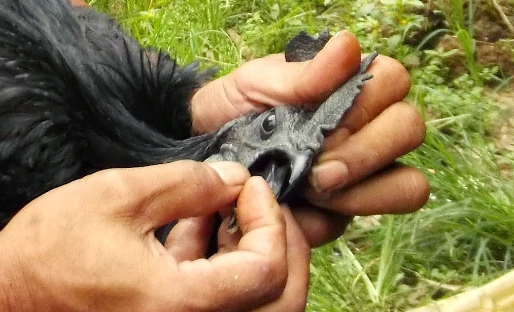 Pure Ayam Cemani