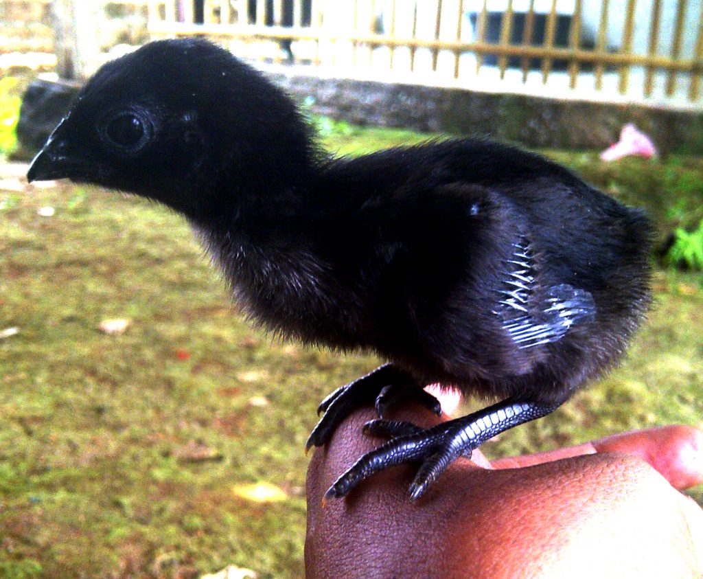 black baby chickens