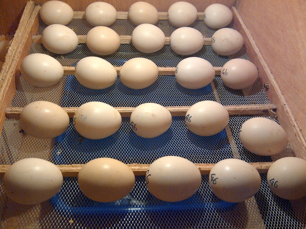 Eggs for incubation