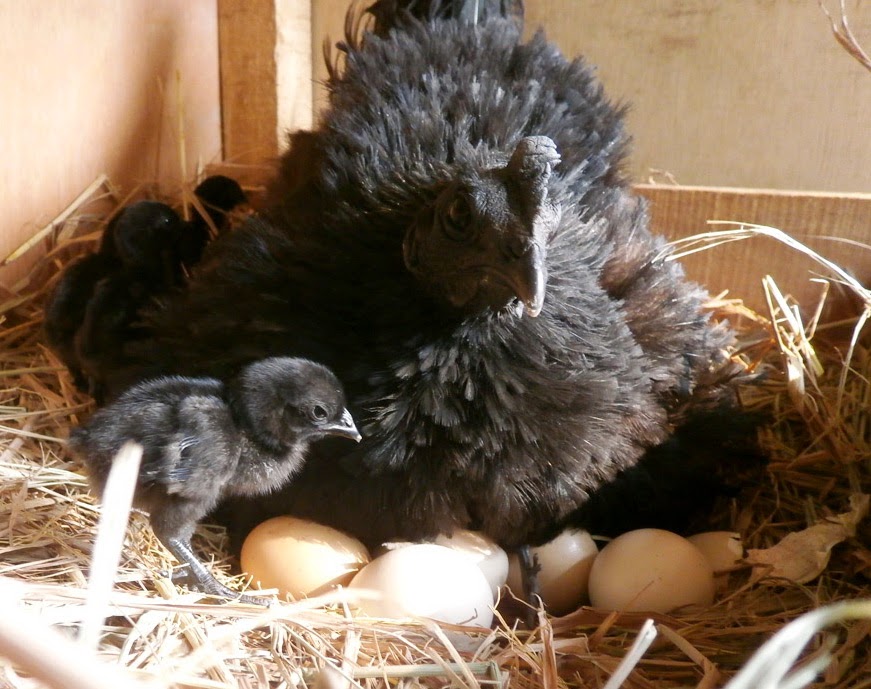 ayam cemani hatching eggs