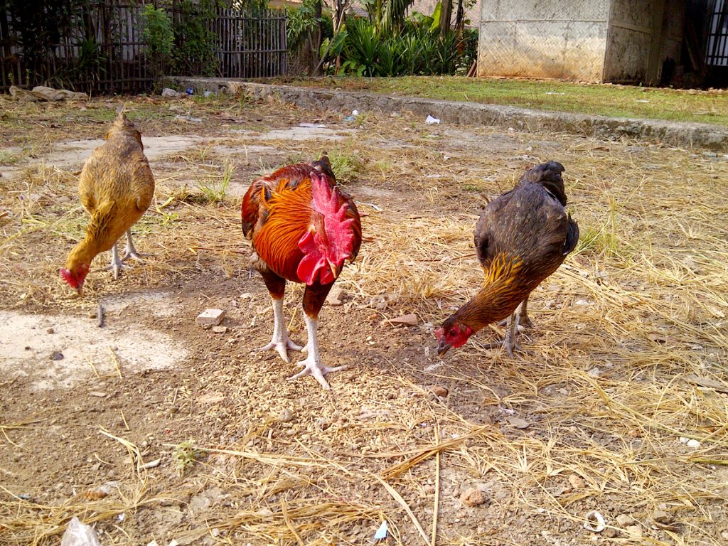 Ayam Pelung Cemani Farms