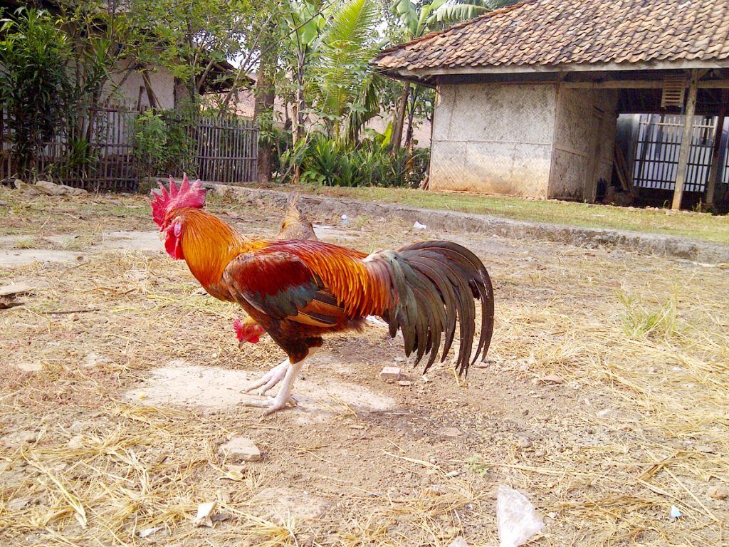 Ayam Pelung - Cemani Farms