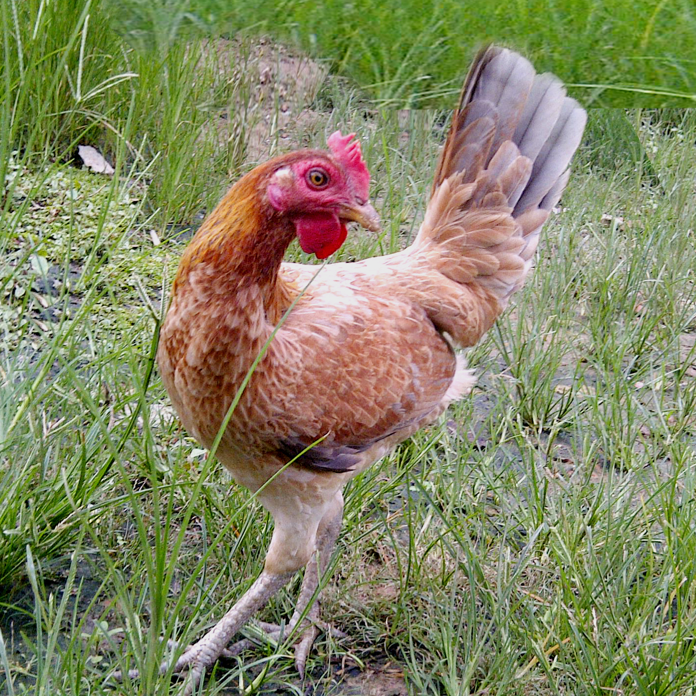 Laughing Chicken Female