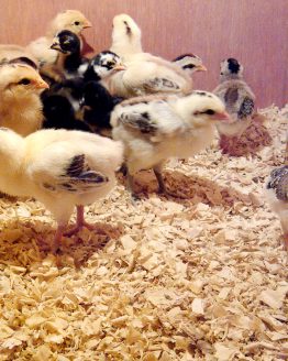PELUNG BABY CHICKS2