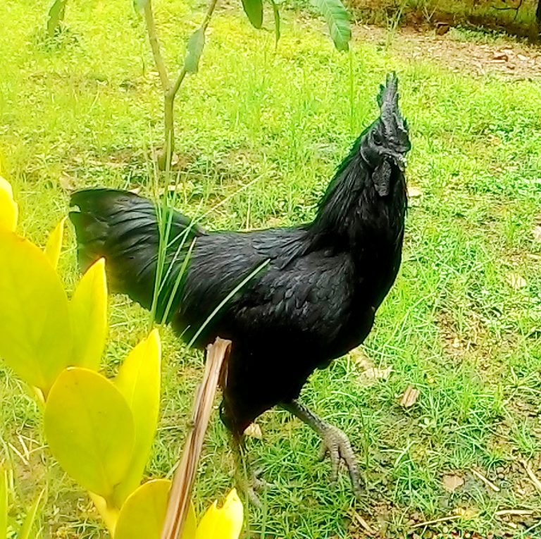 Ayam Cemani Cemani Farms 