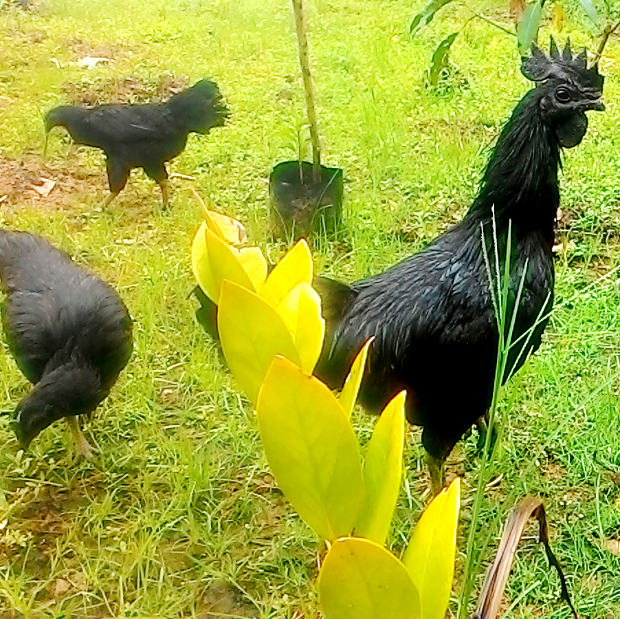 Ayam Cemani - Cemani Farms
