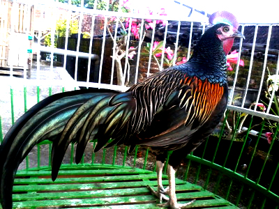 Green Jungle Fowl