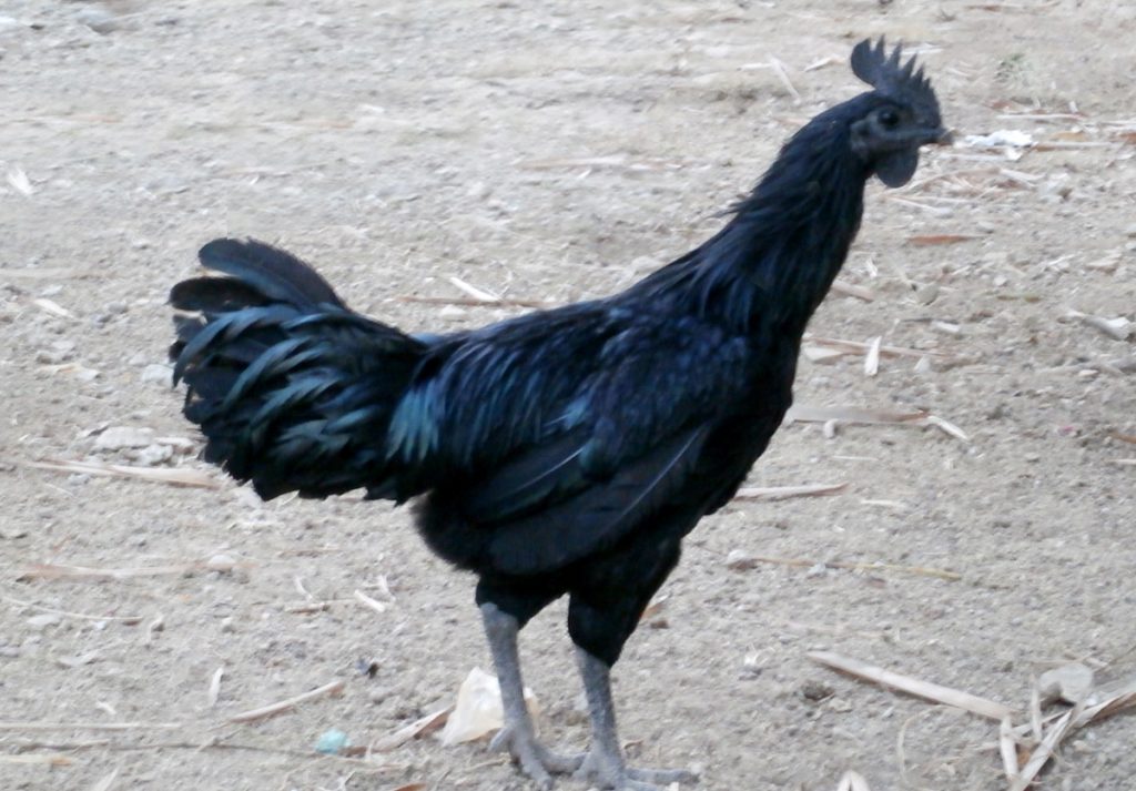 Ayam Cemani