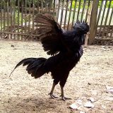 Cemani Farms | Ayam Cemani The Exotic Black Chicken of Indonesia