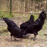 Cemani Farms | Ayam Cemani The Exotic Black Chicken of Indonesia