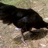 Cemani Farms | Ayam Cemani The Exotic Black Chicken of Indonesia