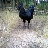 Cemani Farms | Ayam Cemani The Exotic Black Chicken of Indonesia