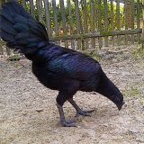 Cemani Farms | Ayam Cemani The Exotic Black Chicken of Indonesia