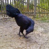 Cemani Farms | Ayam Cemani The Exotic Black Chicken of Indonesia