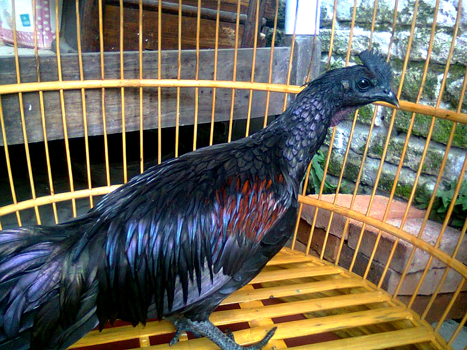 Cemani Farms | Ayam Bekisar The Most Exotic Hybrid Chicken