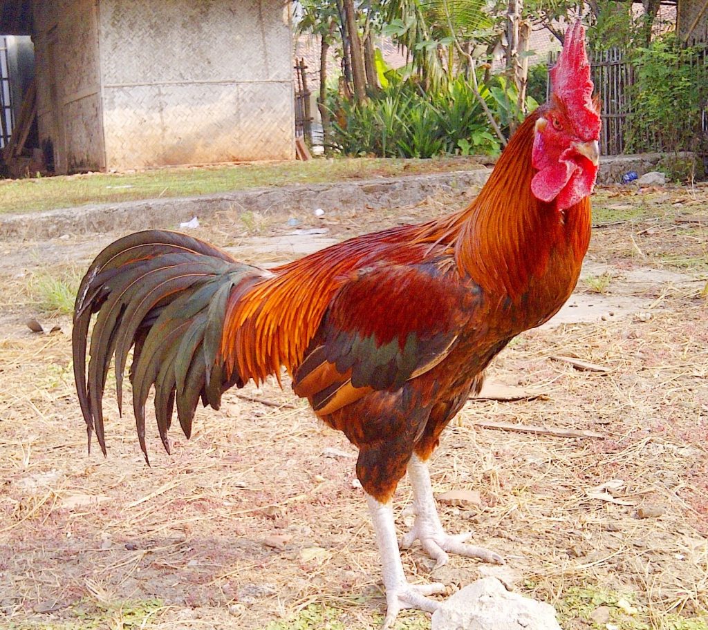  Ayam  Pelung  The Great Singing Chicken Breed of Indonesia