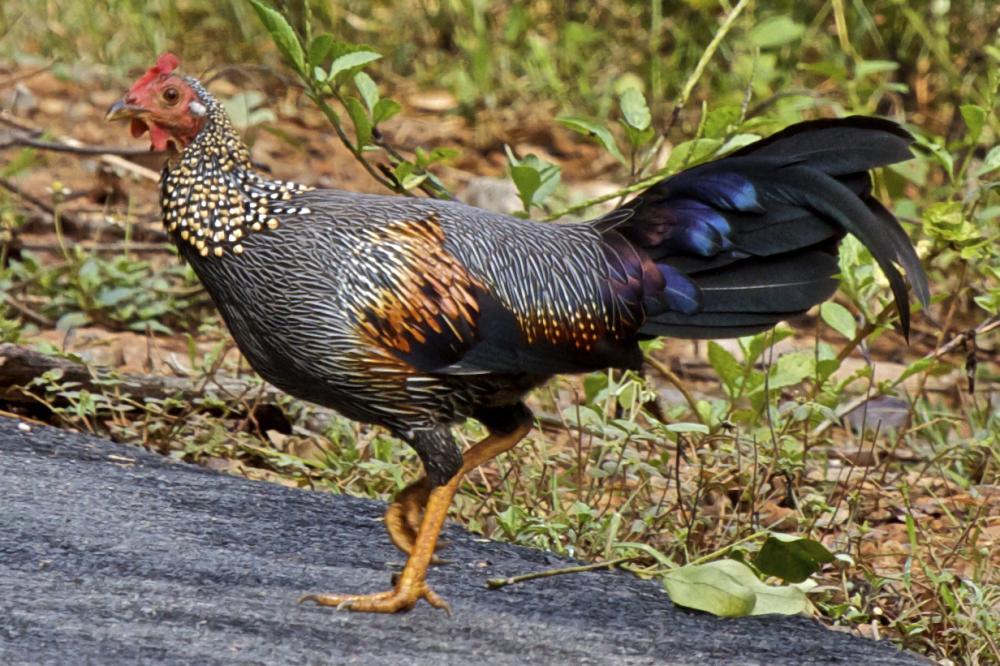 grey-jungle-fowl-cemani-farms