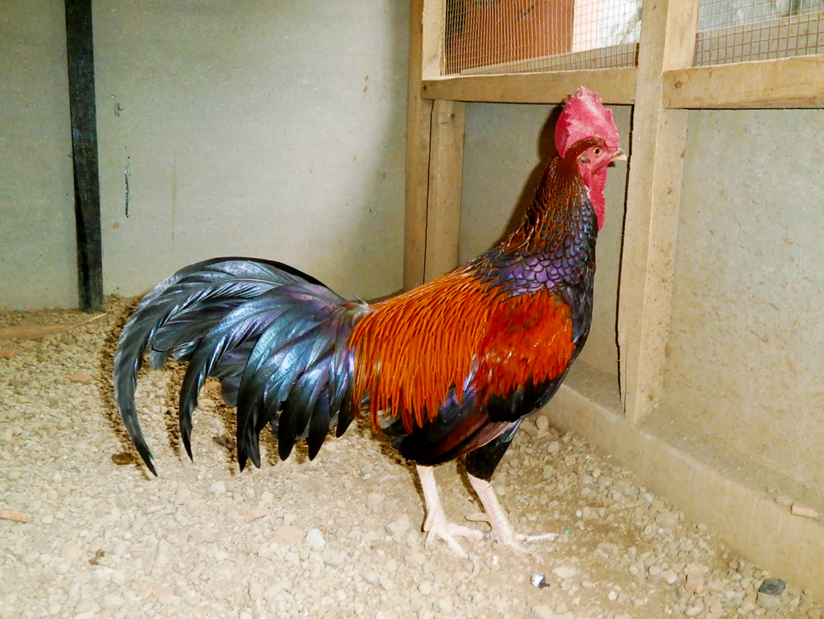 Ayam Bekisar Hybrid
