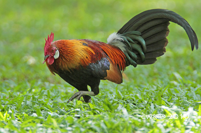 Red Jungle Fowl 