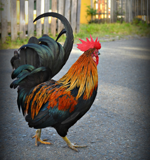 Ayam Kate Father of Bantam Chicken | Cemani Farms Indonesia