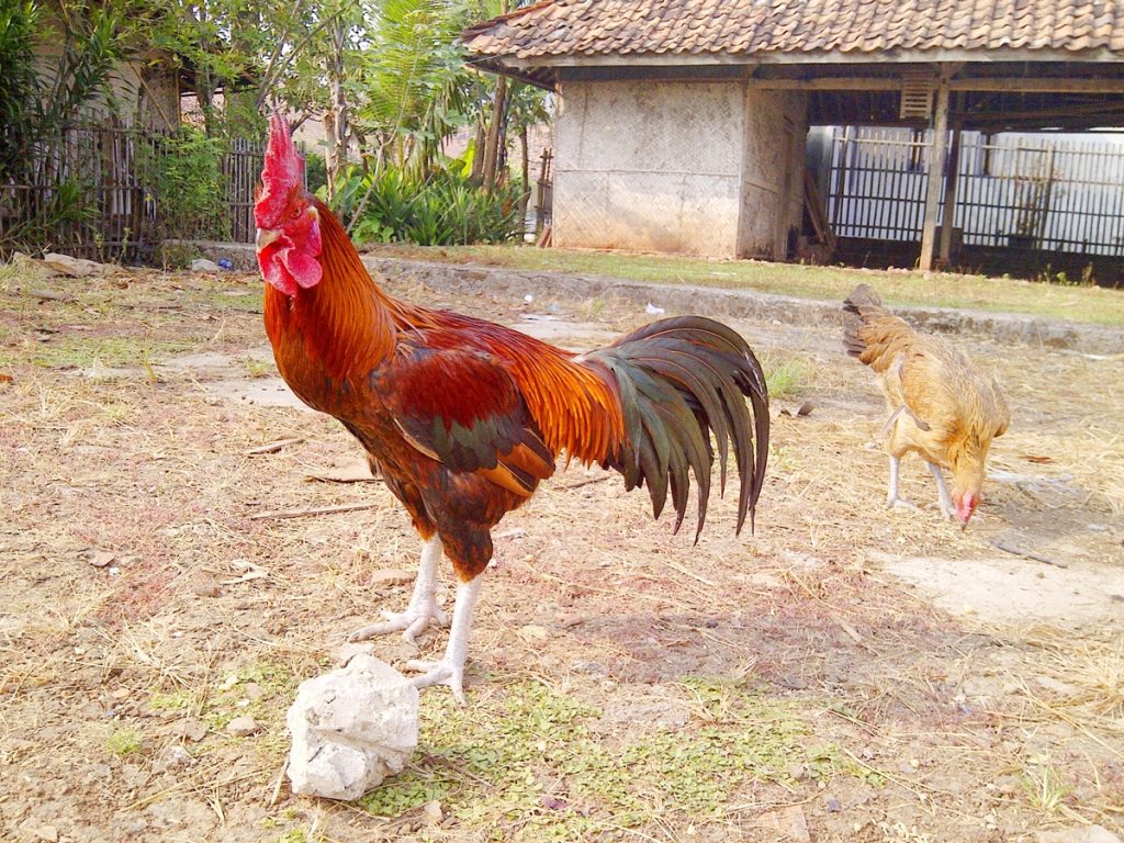 Ayam Pelung - Cemani Farms