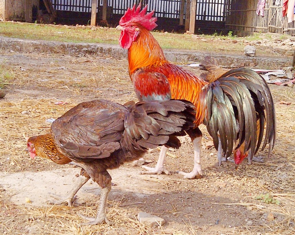  Ayam  Pelung Cemani Farms