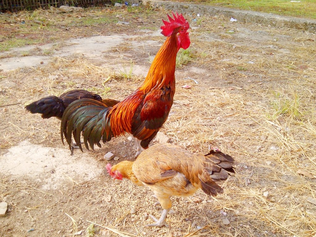 Ayam Pelung - Cemani Farms