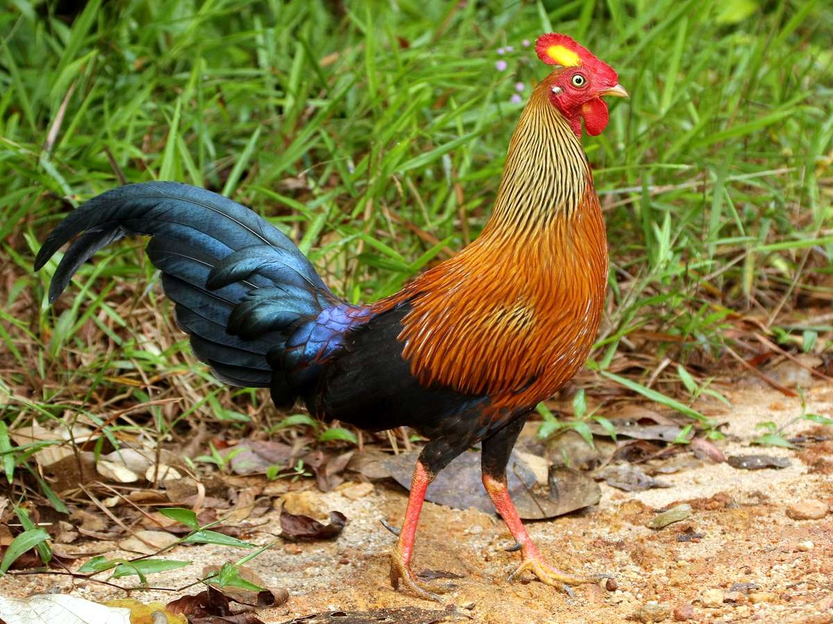 Ceylon Jungle Fowl